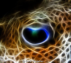 Eye of a puffer....Enjoy! by Rick Tegeler 